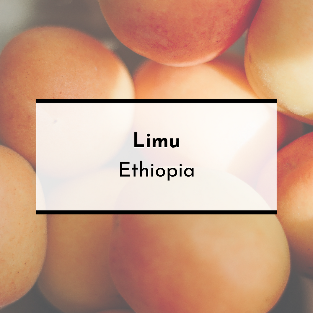Limu, Ethiopia - Pippa's London